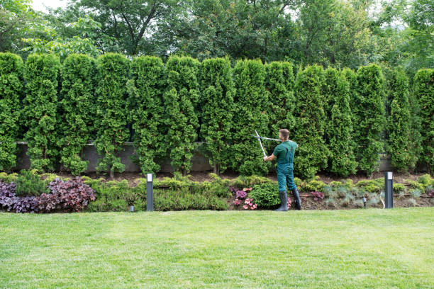 Best Lawn Maintenance Plans  in USA